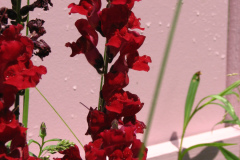 2012-05-19-Flowers-4