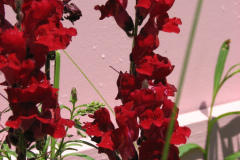 2012-05-19-Flowers-5