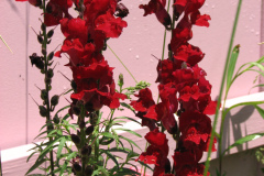 2012-05-19-Flowers-6