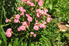 2012-05-19-Flowers-7