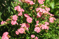 2012-05-19-Flowers-8
