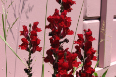 2012-05-19-Flowers-9