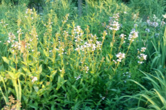 2012-06-07_20-45-25_388