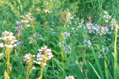 2012-06-07_20-46-38_271