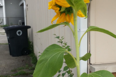 20150825_180449
