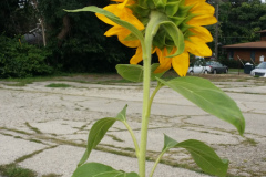 20150825_180453