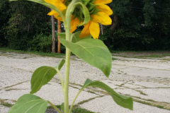 20150825_180456