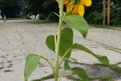 20150825_180501