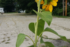 20150825_180503