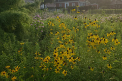 Black-Eyed-Susans-July-2023-8