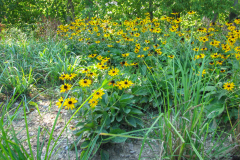 Black-Eyed-Susans-Minnetrista-2