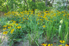 Black-Eyed-Susans-Minnetrista-3