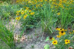 Black-Eyed-Susans-Minnetrista-4