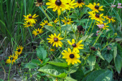 Black-Eyed-Susans-Minnetrista
