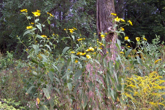 Center-20100914-00112