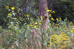 Center-20100914-00113