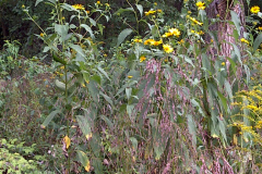 Center-20100914-00114