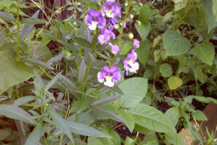 Center-20110928-00244