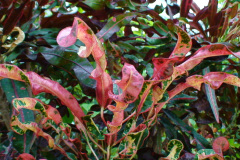 DSC01313