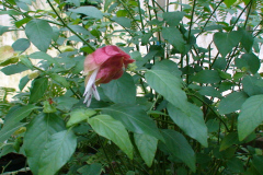 DSC01320