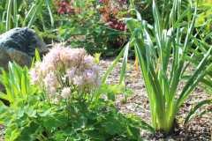 Flower-Misc-Susie-Burns-1-10