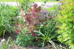 Flower-Misc-Susie-Burns-1-13