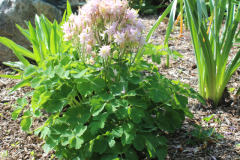 Flower-Misc-Susie-Burns-1-3