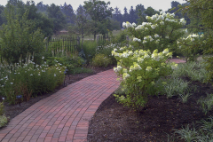 Hydrangeas-View-from-Minnetrista