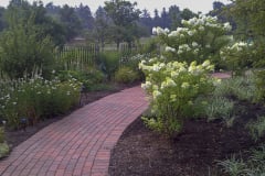 Hydrangeas-View-from-Minnetrista