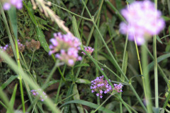 IMG_0474