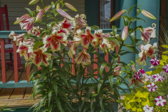 Lilies-at-Rolfs-Place