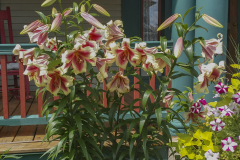 Lilies-at-Rolfs