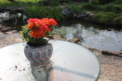 Orange-Potted-Flower-1-3