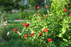 Zinnia