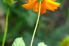 IMG_6932