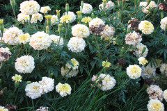 Marigolds-Misc-100