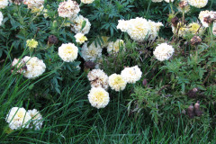 Marigolds-Misc-101