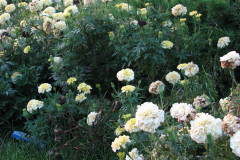 Marigolds-Misc-103