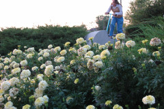 Marigolds-Misc-104