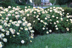 Marigolds-Misc-107