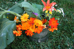 Marigolds-Misc-113