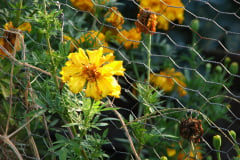 Marigolds-Misc-12