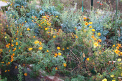 Marigolds-Misc-16