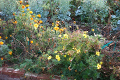 Marigolds-Misc-17