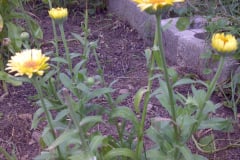 Marigolds-Misc-3