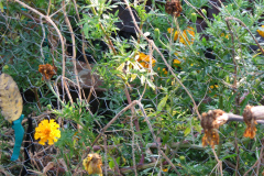 Marigolds-Misc-33