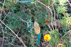 Marigolds-Misc-35