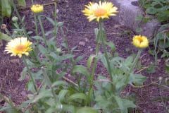 Marigolds-Misc-4