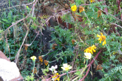 Marigolds-Misc-53