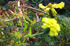 Marigolds-Misc-58